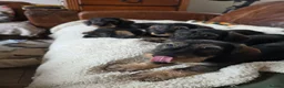 Dachshund dogs for sale: Five miniature Wire Haired Dachshund puppies - Advert 5