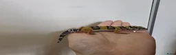 Leopard Gecko reptiles for sale: Baby leopard geckos - Advert 29