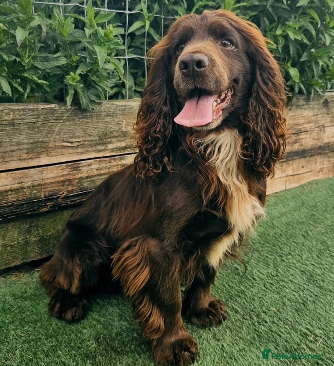 Cocker Spaniel dogs for sale: Working cocker spaniel puppies  - Advert 7