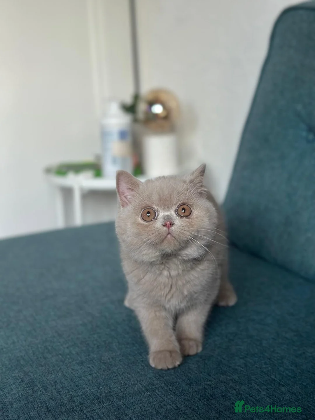 British Shorthair cats for sale: 3 British shorthair boys for sale  in Kenley - Advert 4