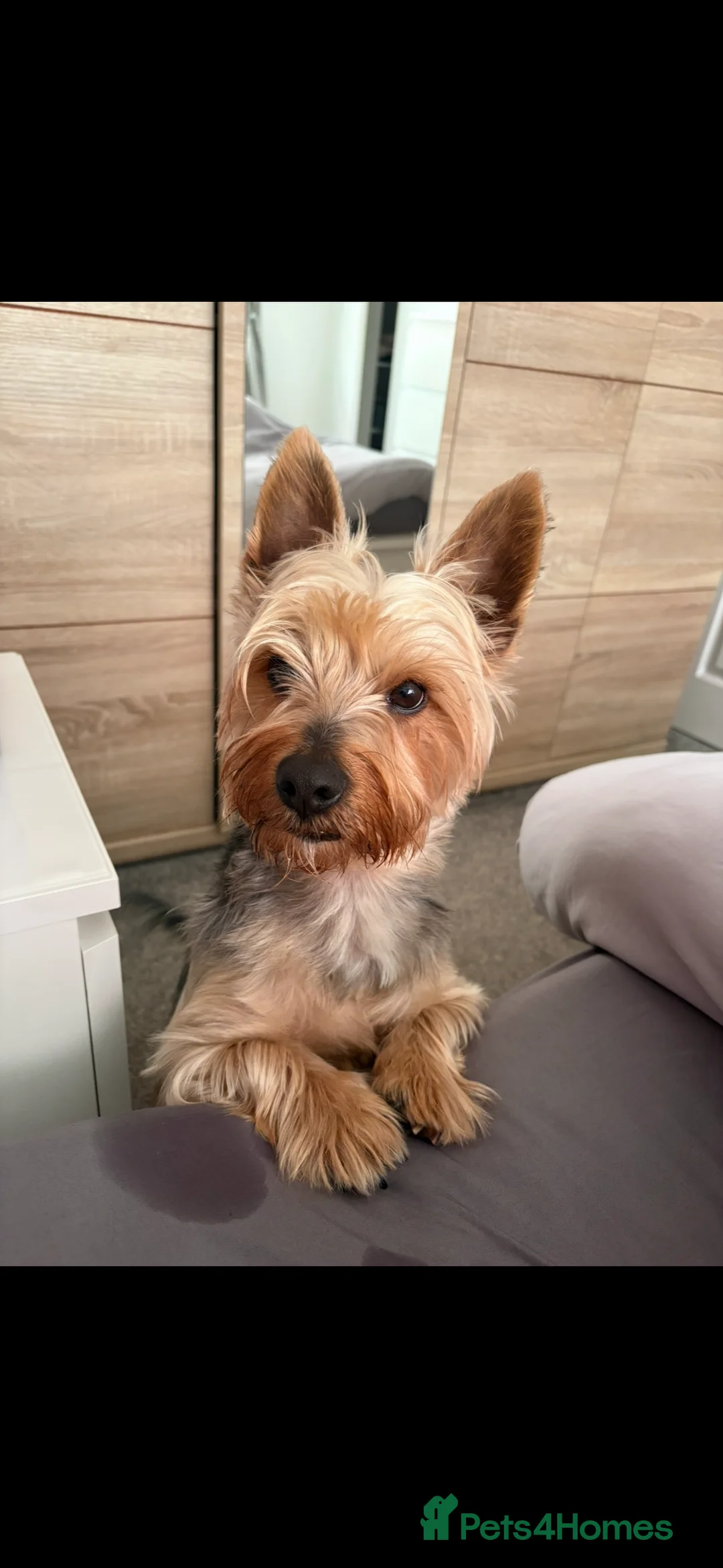 Yorkshire Terrier dogs for stud: Coco master  - Advert 2