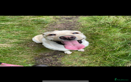 Labrador Retriever dogs for sale: 1 year old Labrador retriever for sale - Image 3