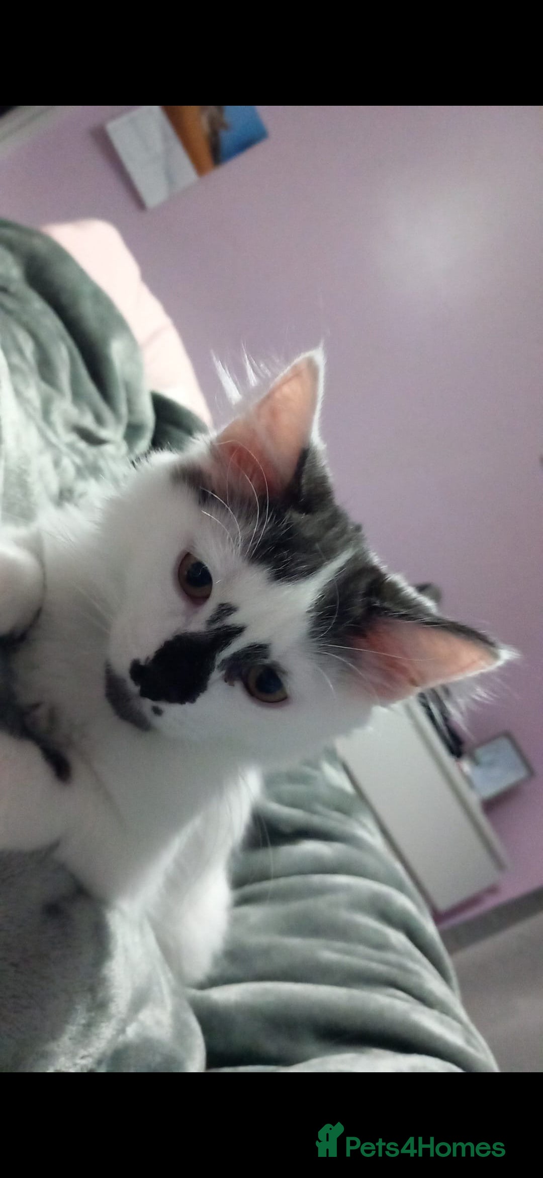 British Longhair cats 2 beautiful cat must go together price is for both - Advert 1