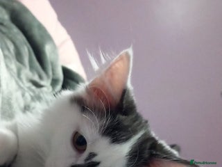 British Longhair cats 2 beautiful cat must go together price is for both - Advert 6