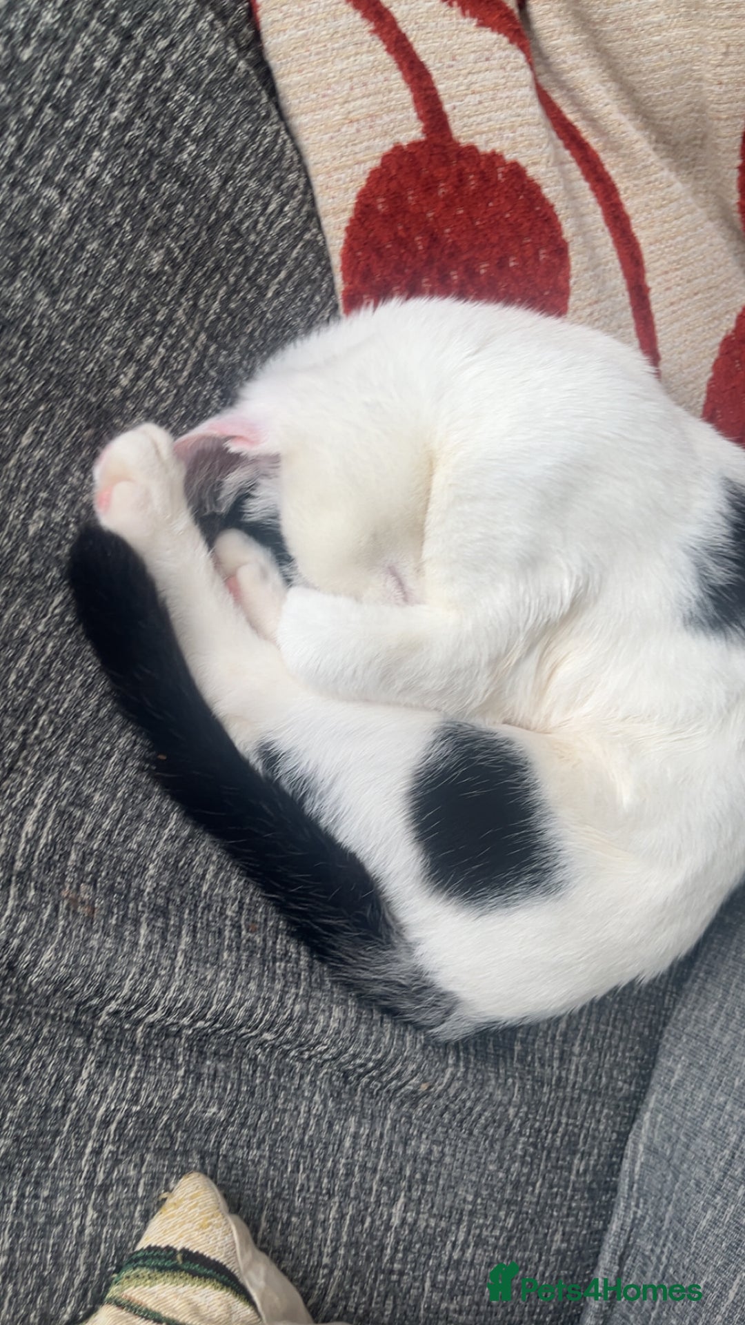 American Shorthair cats for sale: Kitten  - Image 2