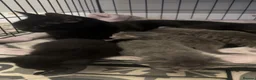 Mixed Breed cats for sale: Beautiful  kittens  - Advert 16