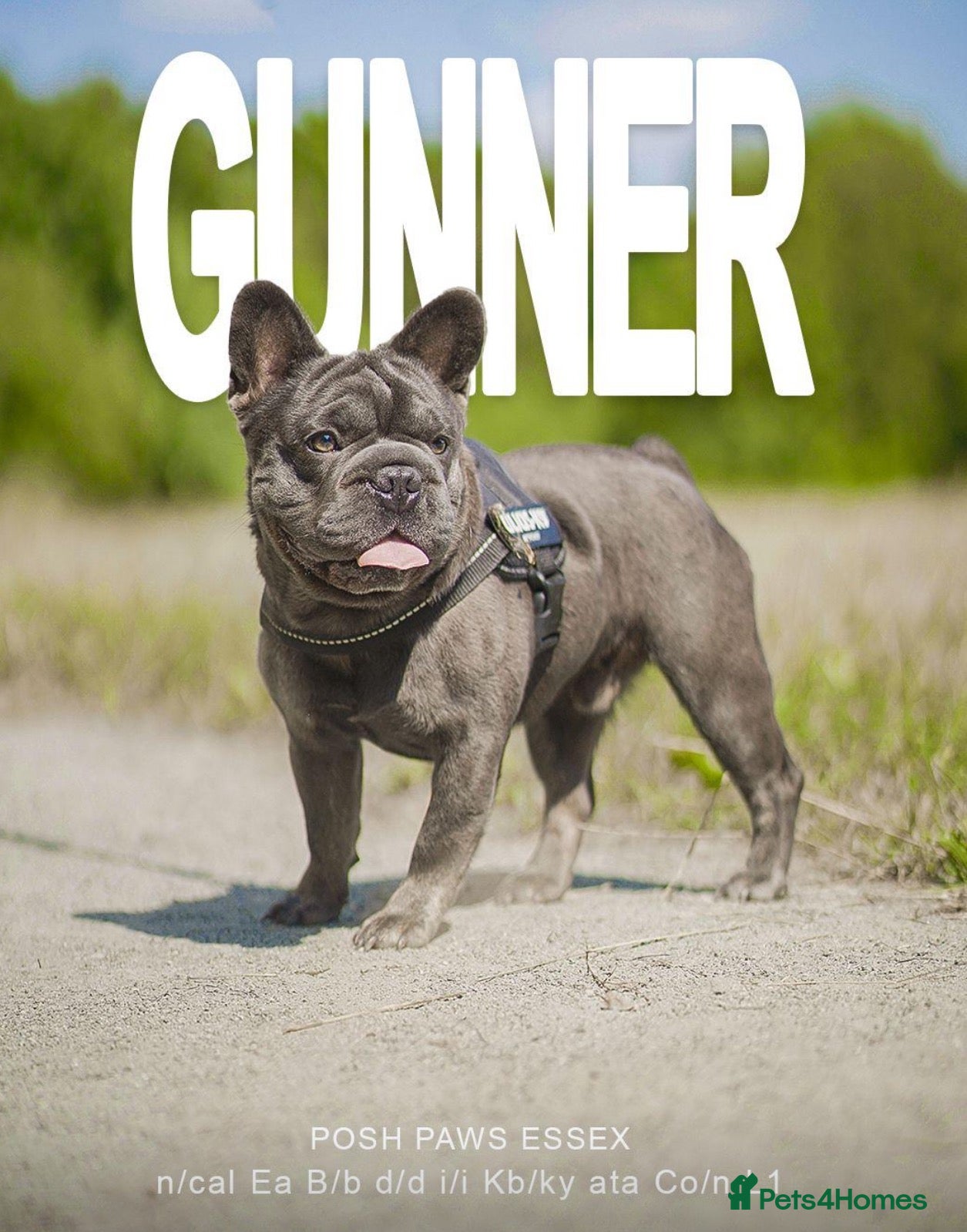 French Bulldog dogs for stud: French bulldog studs - Advert 11