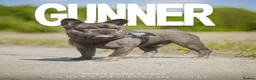 French Bulldog dogs for stud: French bulldog studs - Advert 5
