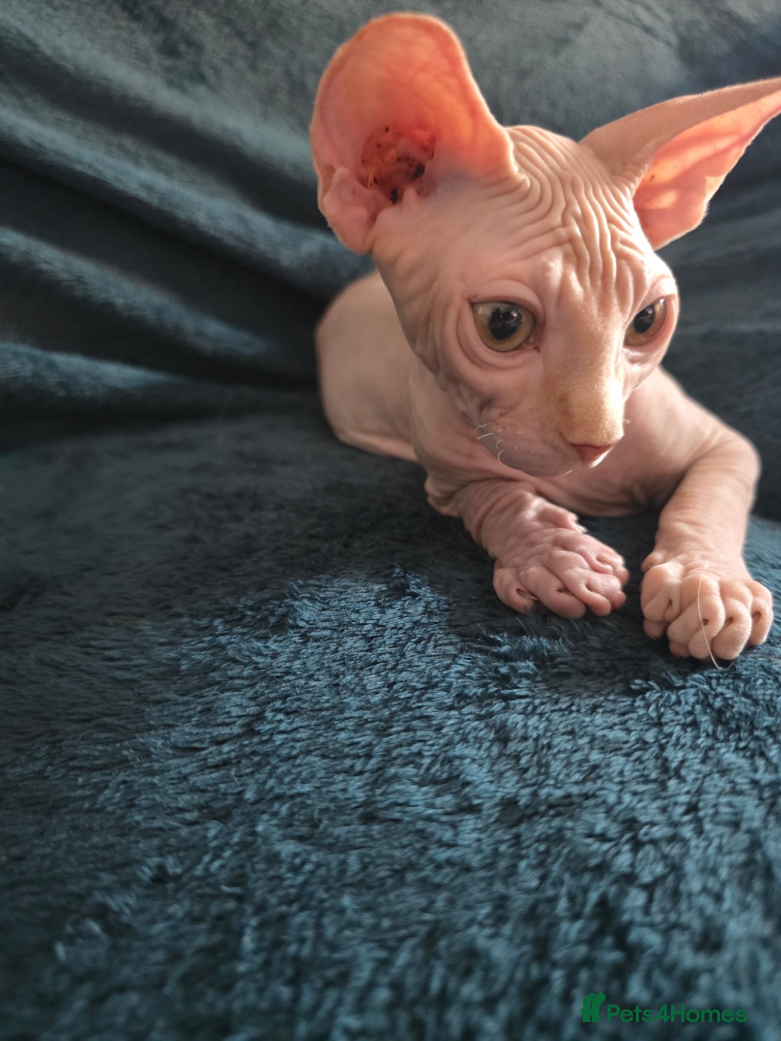 Sphynx cats Beautiful  Kittens 2 Boys & 1 Girl Available 💎 - Advert 5