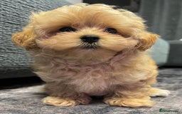 Toy Poodle dogs for sale: 🌟 Stunning Champagne Asian Toy Poodle Boy🌟 - Advert 6