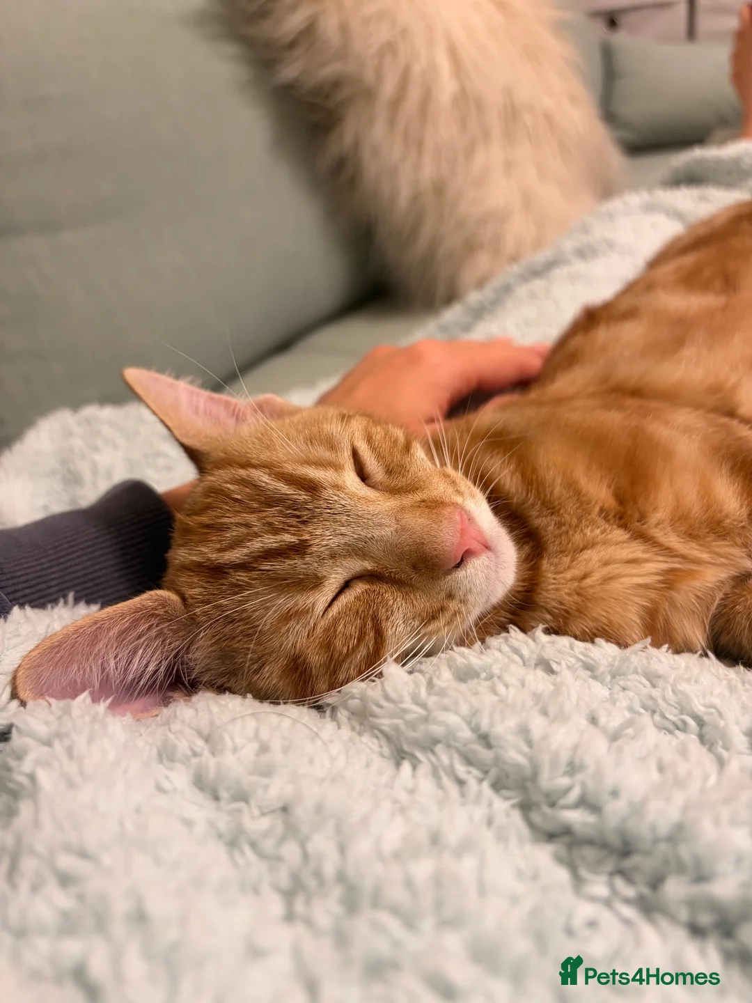 Mixed Breed cats for sale: Gorgeous ginger male Kitten - Advert 2