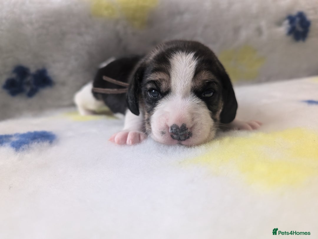 Beagle dogs for sale: Champion Show Line Beagle Puppies - Image 17