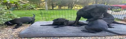 Labrador Retriever dogs for sale: Purebred Black Labrador Puppies  in Diss - Advert 3