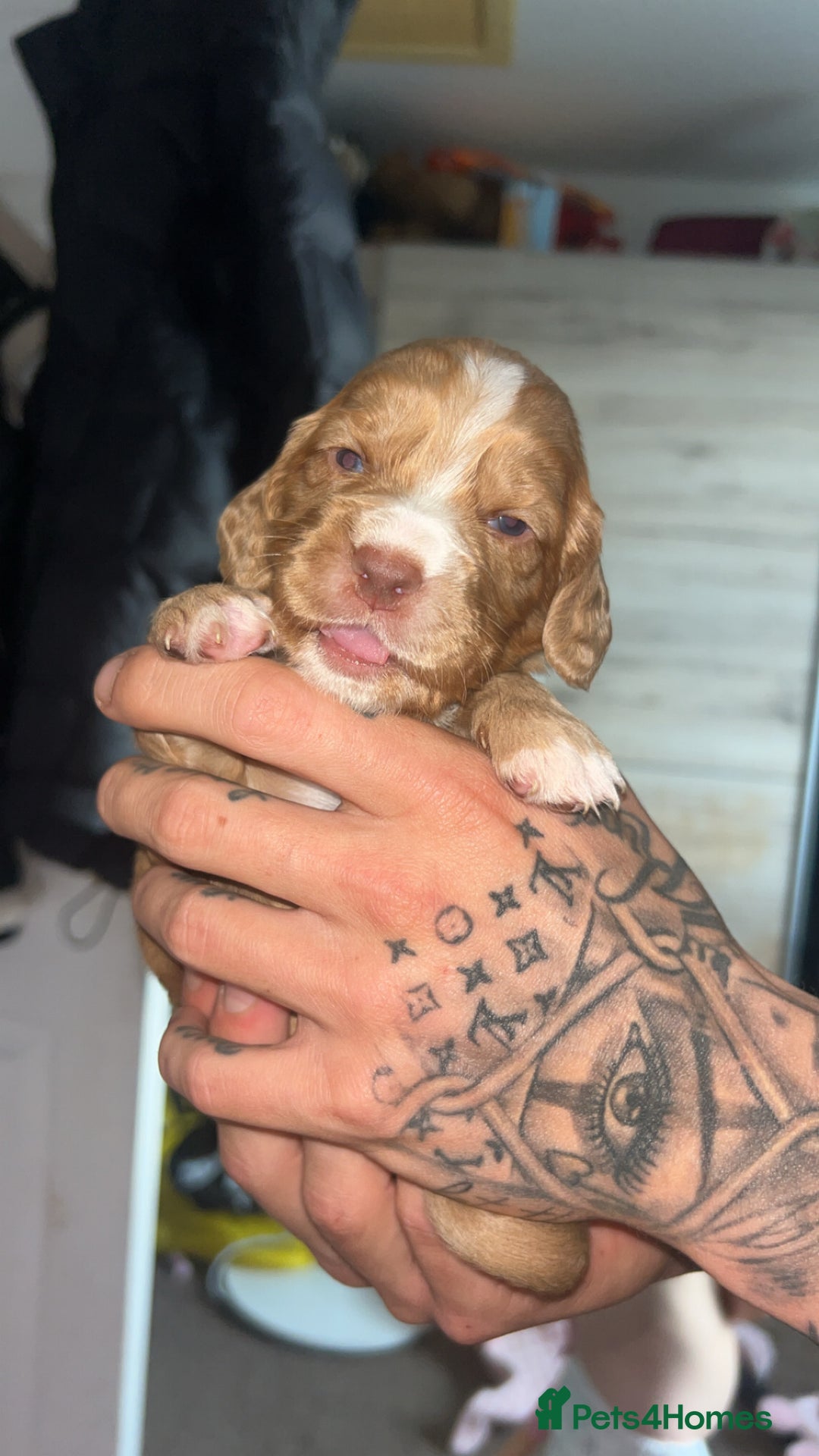 Cocker Spaniel dogs for sale: Gorgeous cocker spaniel pups(ONLY 1 REMAINING)  - Advert 15