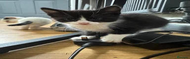 Domestic Shorthair 3