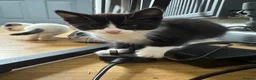 Domestic Shorthair cats for sale: Beautiful black and white fur baby’s  - Advert 3