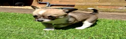 Chihuahua dogs for sale: Minii Chihuahua in Grimsby - Advert 4