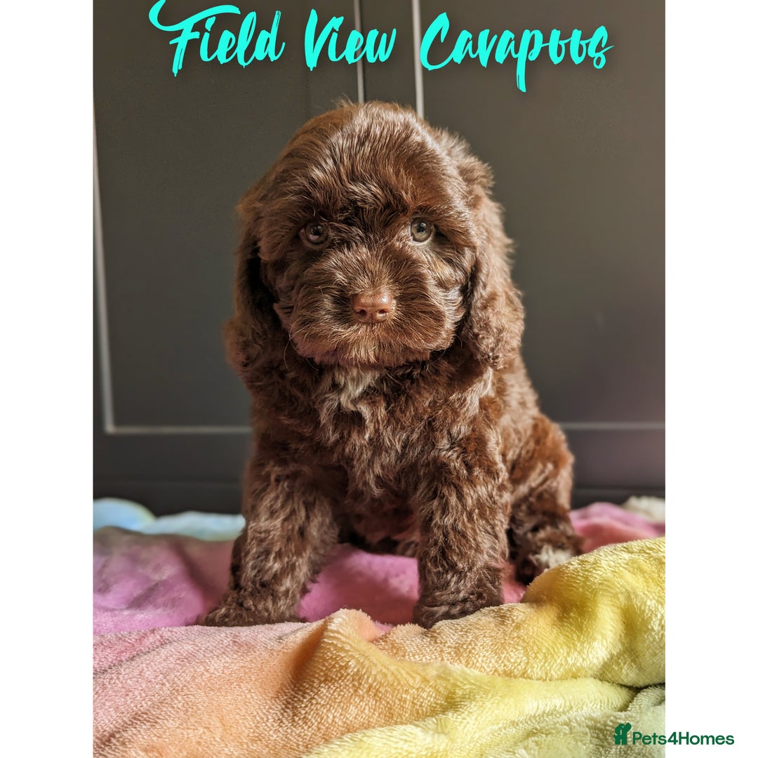 Cavalier King Charles Spaniel dogs for stud: 1st KC Registered Chocolate Cavalier Stud In UK!!  in Sutton Coldfield - Advert 4