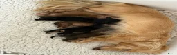 Miniature Dachshund dogs for sale: Stunning long hair  KC,PRA & BVA eye clear parents - Advert 15