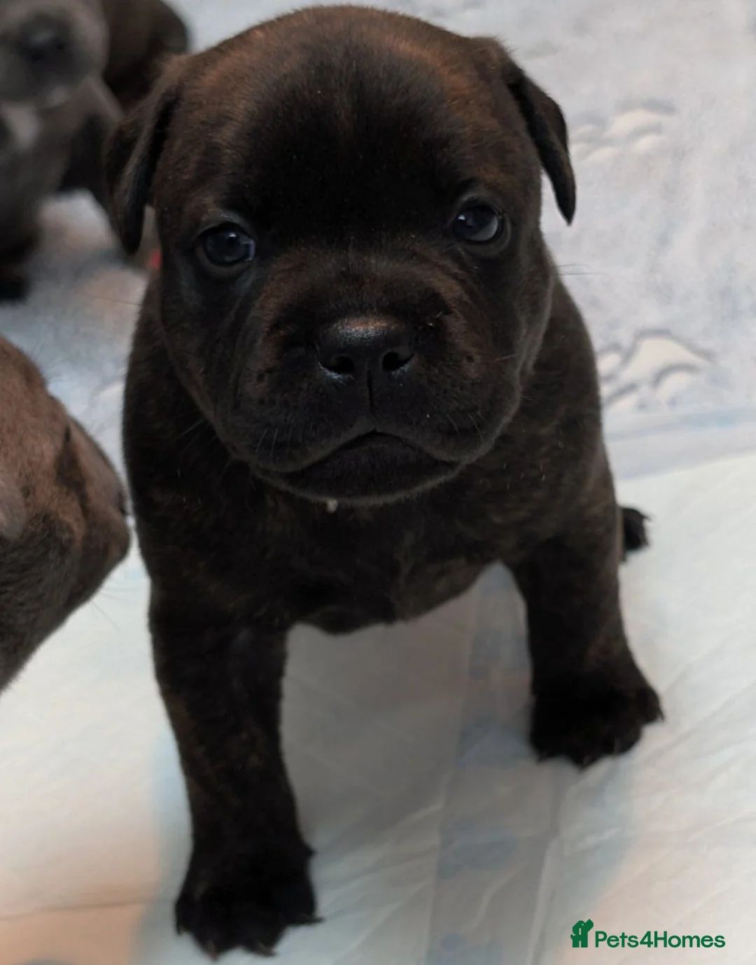 Staffordshire Bull Terrier dogs for sale: Beautiful Staffordshire Bull Terrier Puppies. in Hereford - Advert 5