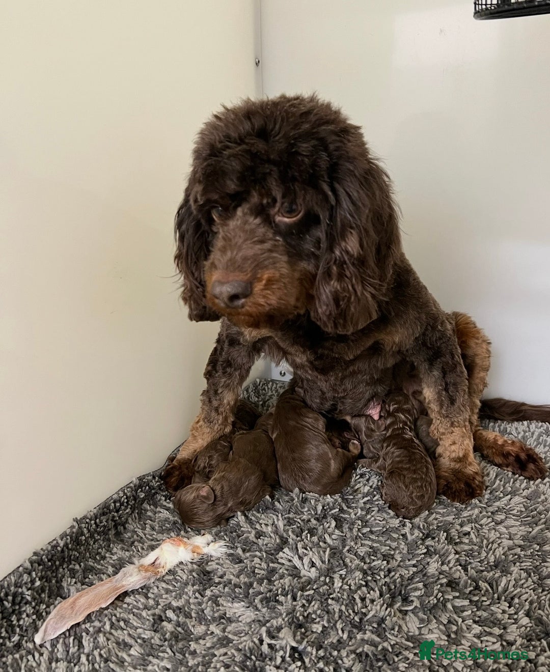 Cockapoo dogs for sale: ** Stunning, healthy, boys ** - Advert 10