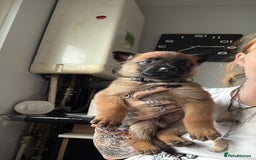 Belgian Shepherd Dog dogs for sale: Belgian malinois - Image 6