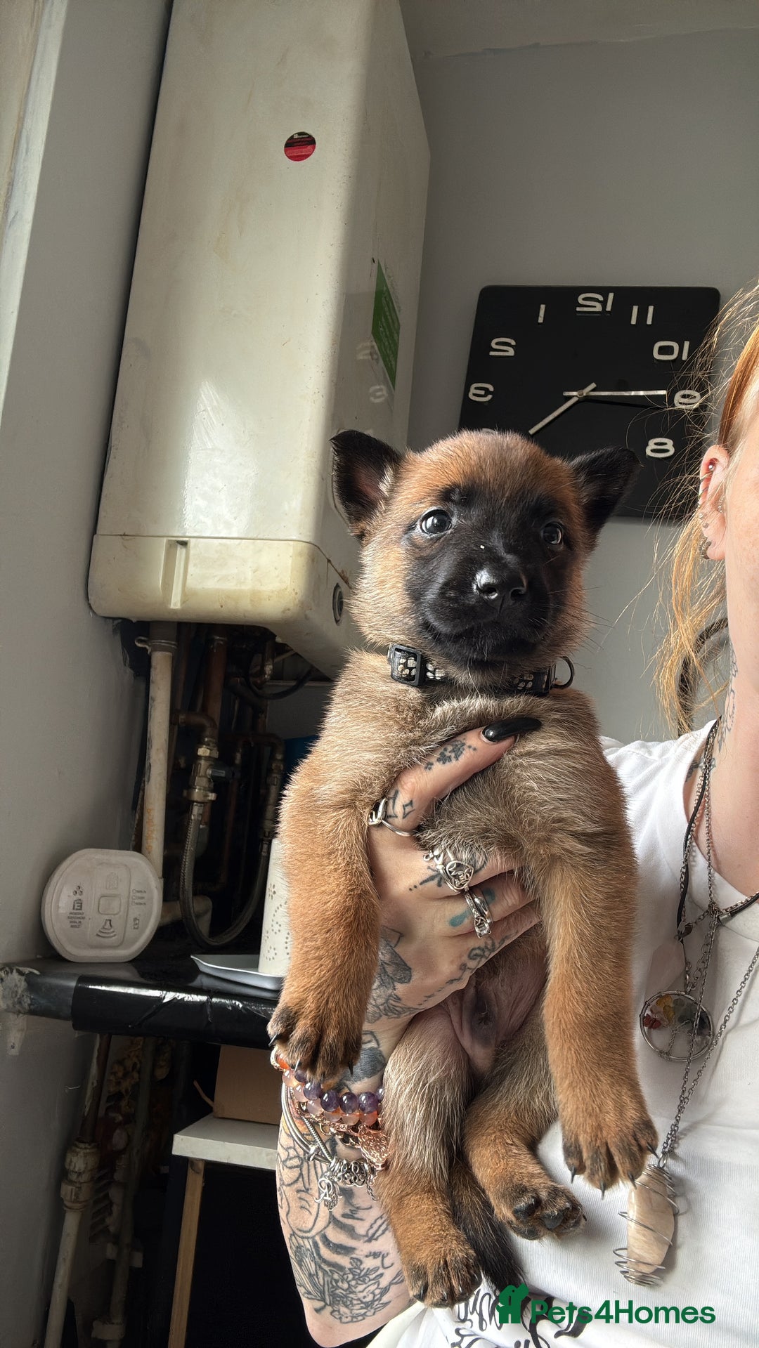Belgian Shepherd Dog dogs for sale: Belgian malinois - Image 6