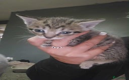 Mixed Breed cats for sale: British shorthair cross moggys - Image 1