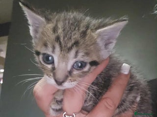 Mixed Breed cats - Advert 2