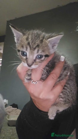 Mixed Breed cats - Advert 7