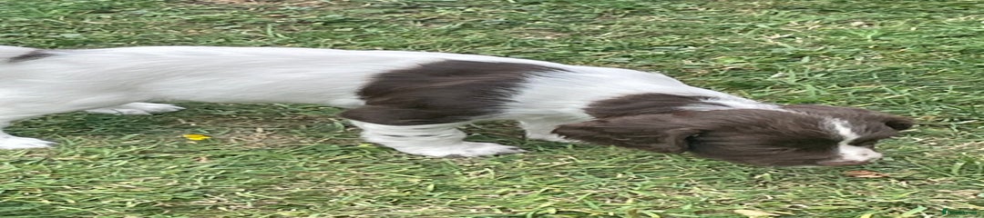 English Springer Spaniel Puppy 5
