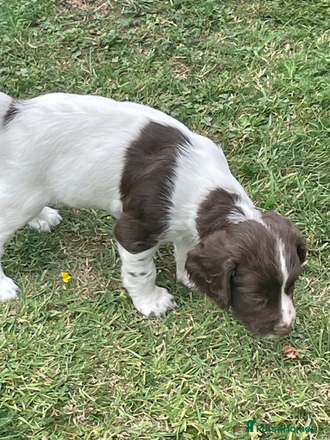 English Springer Spaniel dogs for sale: FTCH sired English Springer Spaniel Puppies - Image 16