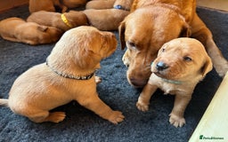 Labrador Retriever dogs for sale: Beautiful Fox Red Labrador Puppies – Family Raised - Image 3