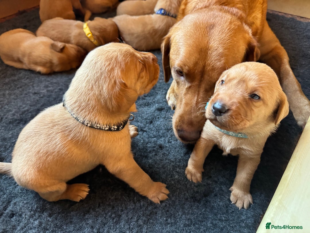 Labrador Retriever dogs for sale: Beautiful Fox Red Labrador Puppies – Family Raised - Image 3