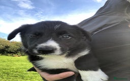 Bearded Collie dogs for sale: Breaded collie puppies  - Image 7