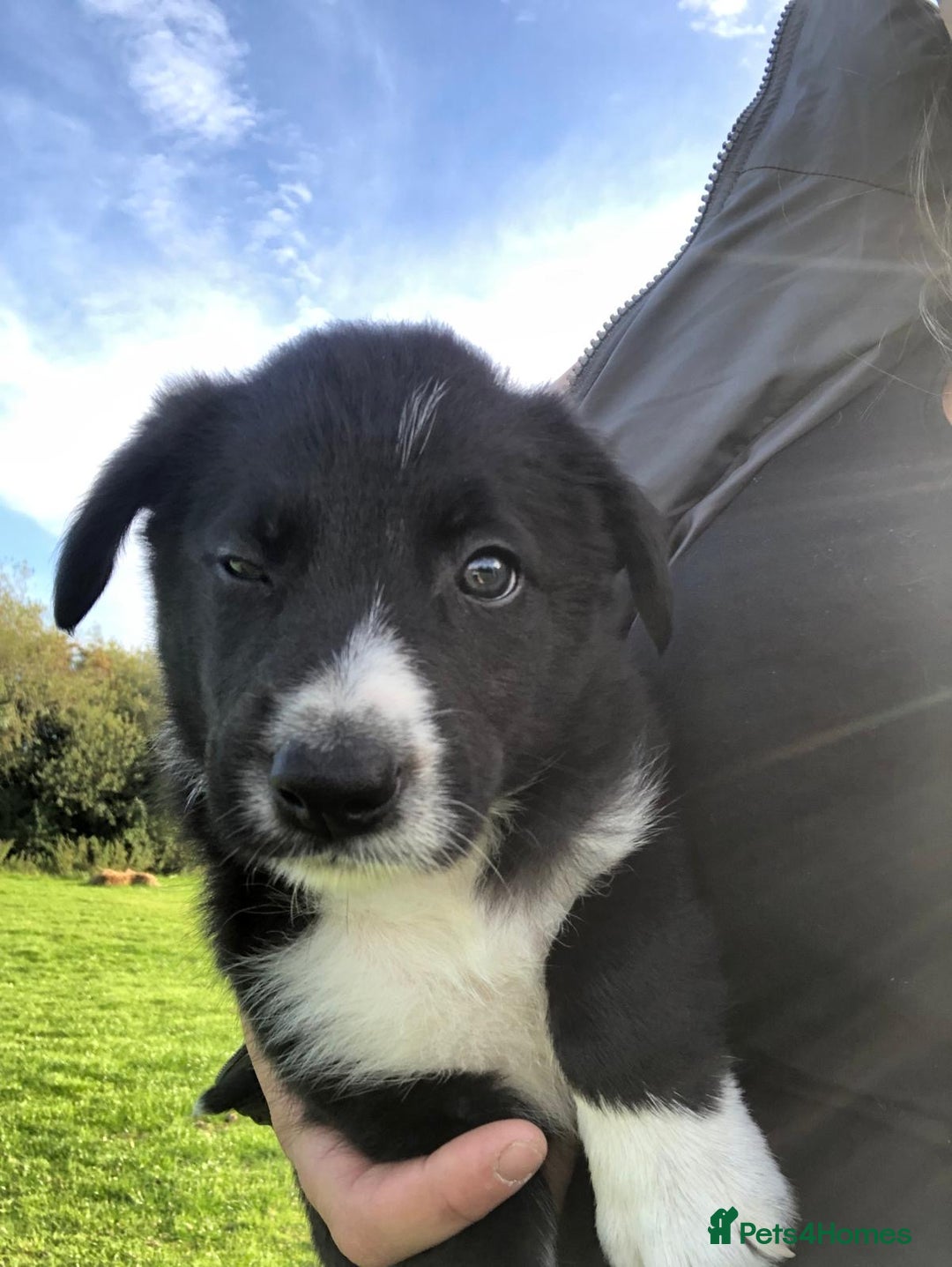 Bearded Collie dogs for sale: Breaded collie puppies  - Image 7
