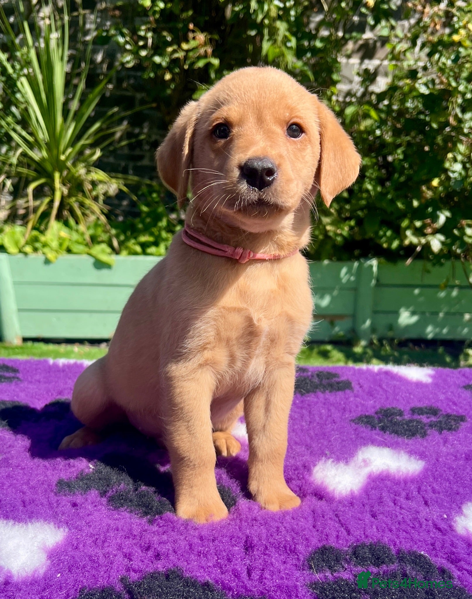 Labrador Retriever dogs kC reg fox red labs FTCH sired - Advert 2