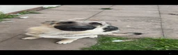 German Shepherd dogs for sale: German shepherd puppy  - Advert 2