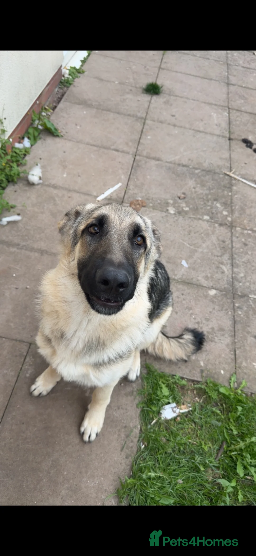 German Shepherd dogs for sale: German shepherd puppy  - Advert 2