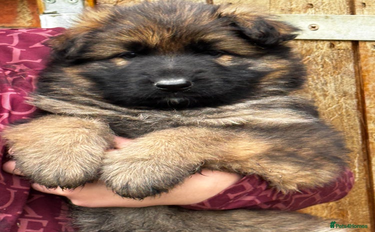 German Shepherd dogs - Advert 2