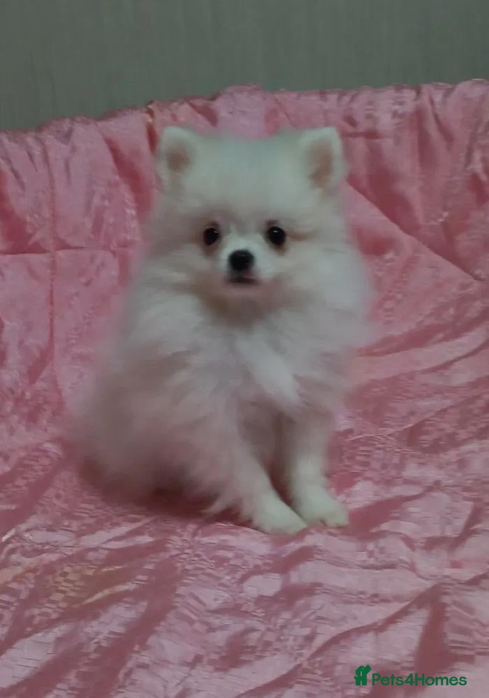Pomeranian dogs Beautiful white cream Pomeranian puppies - Advert 1