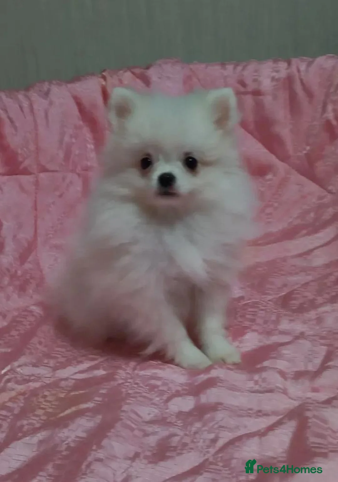 Pomeranian dogs for sale: Beautiful white cream Pomeranian puppies - Advert 1