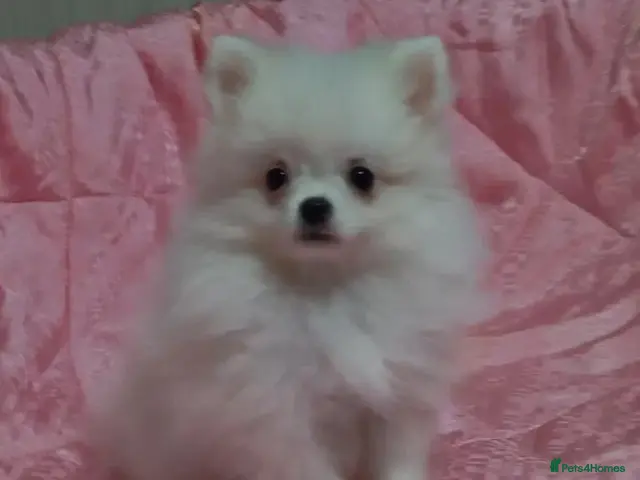 Pomeranian dogs Beautiful white cream Pomeranian puppies - Advert 1