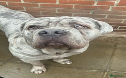 Boxer dogs for sale: Beautiful Boxer cross - Image 9