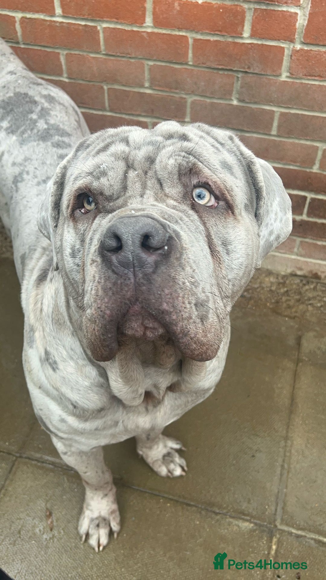 Boxer dogs for sale: Beautiful Boxer cross - Image 9