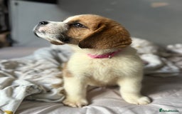 Saint Bernard dogs for sale: Saint bernard female  - Image 5