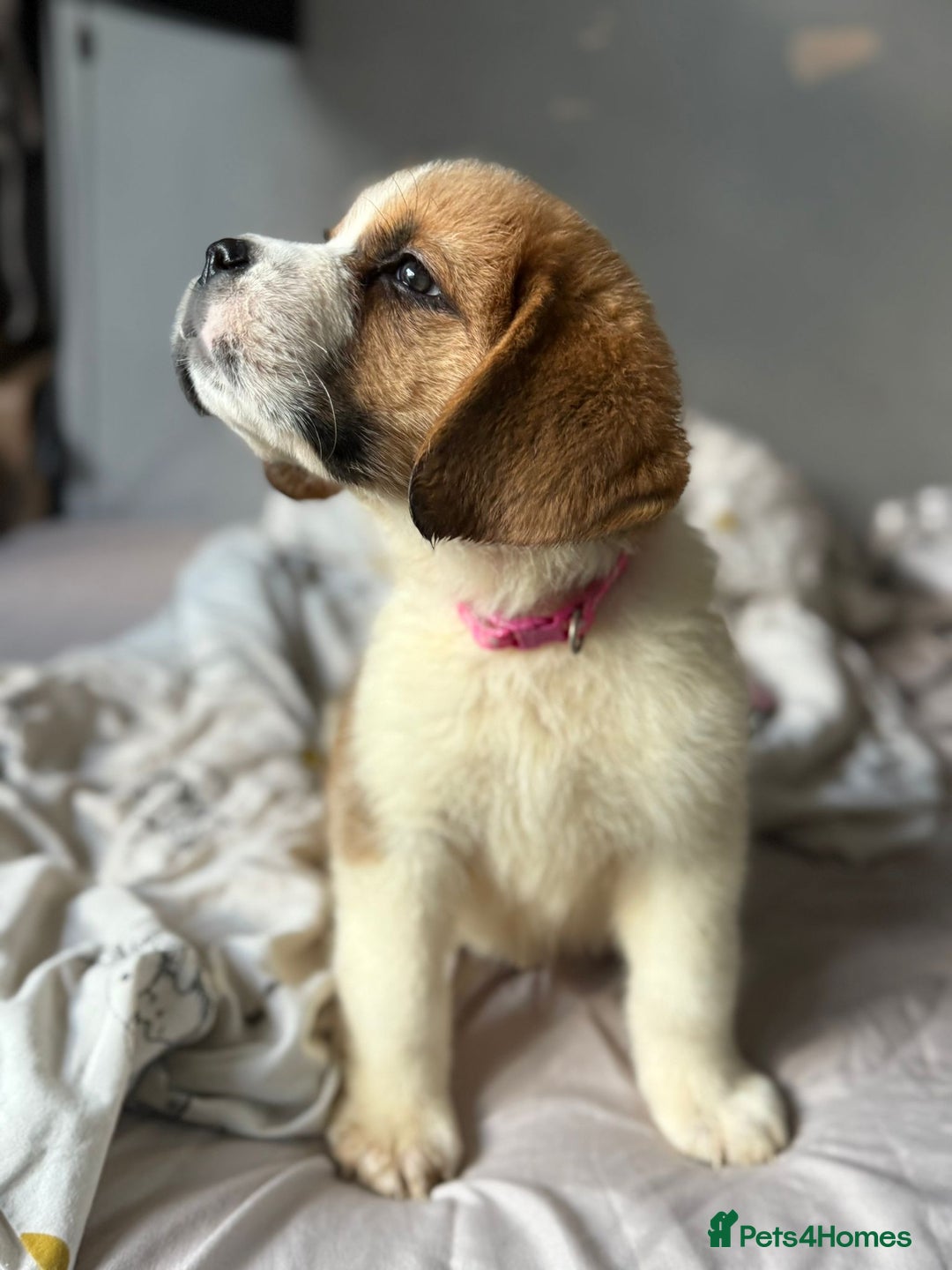 Saint Bernard dogs for sale: Saint bernard female  - Image 5