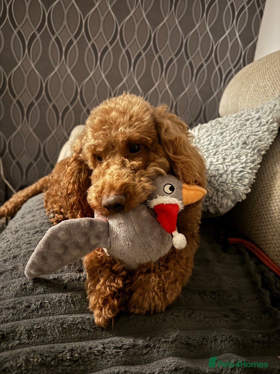 Gallery Image {{count}}