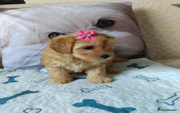 Maltipoo dogs for sale: So adorable and Tiny F1 Korean Maltipoo - Image 26