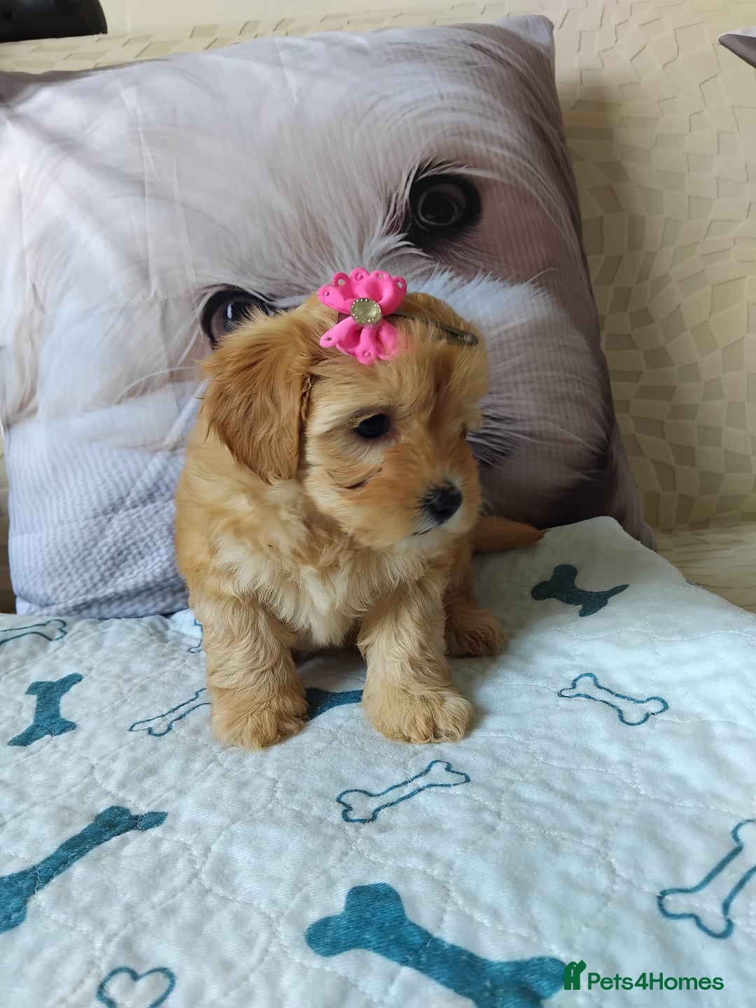 Maltipoo dogs for sale: So adorable and Tiny F1 Korean Maltipoo - Image 26